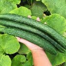 25 Seeds Chinese Cucumbers Planting Edible Food Garden Fresh For Garden