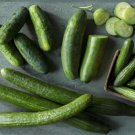 25 Seeds Chelsea Slice Cucumber Planting Edible Food Garden Fresh For Garden
