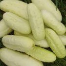 25 Seeds Boothby Blond Cucumber Planting Edible Food Garden Fresh For Garden