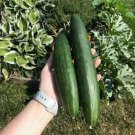 25 Seeds Aonaga Jibacucumbers Planting Edible Food Garden Fresh For Garden