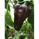 25 Seeds Ancho Molato Pepper Seeds Garden Healthy Planting Food Fresh For Garden