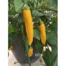 25 Seeds Ajcito Pepper Seeds Garden Healthy Planting Food Fresh For Garden 25 Seeds Ajcito Pepper Seeds Garden Healthy Planting Food Fresh For Garden