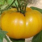 50 Seeds Aunt Gerties Gold Tomato Tasty Juicy Vegetable Tomatoe Garden Edible Fresh For Garden 50 Seeds Aunt Gerties Gold Tomato Tasty Juicy Vegetable Tomatoe Garden Edible Fresh For Garden
