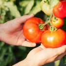 50 Seeds Attention Tomato Tasty Juicy Vegetable Tomatoe Garden Edible Fresh For Garden