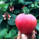 50 Seeds Artic Rose Tomato Tasty Juicy Vegetable Tomatoe Garden Edible Fresh For Garden