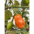25 Seeds Ajcalabaza Pepper Seed Garden Healthy Planting Food Fresh For Garden