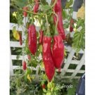 25 Seeds Ajangelo Pepper Seed Garden Healthy Planting Food Fresh For Garden