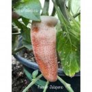 25 Seeds Farmer Jalapeno Pepper Seeds Garden Healthy Planting Food Fresh For Garden