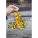 50 Seeds Apple Yellow Tomato Heirloom Vegetable Tomatoe Garden Edible Fresh For Garden