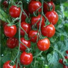 50 Seeds Apero Tomato Heirloom Vegetable Tomatoe Garden Edible Fresh For Garden