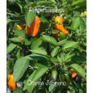 25 Seeds Aps Jalapeno Orange Pepper Seeds Garden Healthy Planting Food Fresh For Garden