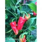 25 Seeds Pepperoncinpepper Seeds Garden Healthy Planting Food Fresh For Garden