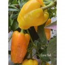 25 Seeds Coral Bell Pepper Seeds Garden Healthy Planting Food Fresh For Garden