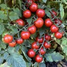 50 Seeds Andrina Tomato Heirloom Vegetable Tomatoe Garden Edible Fresh For Garden