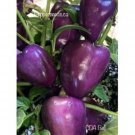 25 Seeds Cda Bell Pepper Seeds Garden Healthy Planting Food Fresh For Garden
