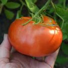 50 Seeds Andrew Raharts Jumbo Tomato Heirloom Vegetable Tomatoe Garden Edible Fresh For Garden