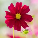 50 Seeds Cosmos Seeds Dazzler Bipinnat Annual Butterfly A Fresh For Garden 50 Seeds Cosmos Seeds Dazzler Bipinnat Annual Butterfly A Fresh For Garden