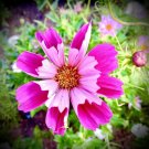 100 Seeds Cosmos Sea Shell Seeds Nongmo A Fresh For Garden