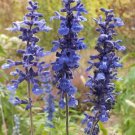 300 Seeds Sage Blue Salvia Perennial Hummingbirds Butterflies Nongmo Fresh For Garden 300 Seeds Sage Blue Salvia Perennial Hummingbirds Butterflies Nongmo Fresh For Garden