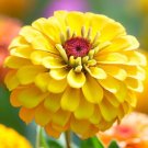 200 Seeds Zinnia Canary Bird Double Blooms Yellow Annuals Hummingbird Butterflies Fresh For Garden 200 Seeds Zinnia Canary Bird Double Blooms Yellow Annuals Hummingbird Butterflies Fresh For Garden