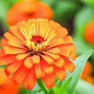 200 Seeds Orange King Zinnia Seedshummingbirdbutterflieselegans Flower Seeds Fresh For Garden