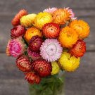 200 Seeds Strawflower Seeds Non Gmo Flowers Planting Fresh For Garden