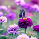 200 Seeds Zinnia Seeds Purple Prince Flower Seeds Non Gmo Butterflies Fresh For Garden