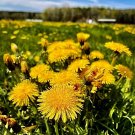 500 Seeds Dandelion Seeds True Wild Yellow Flowers Organic Perennial Fresh For Garden 500 Seeds Dandelion Seeds True Wild Yellow Flowers Organic Perennial Fresh For Garden