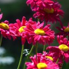 50 Seeds Painted Daisy Robinson Giant Mix Seeds Perennial Nongmo Fresh For Garden 50 Seeds Painted Daisy Robinson Giant Mix Seeds Perennial Nongmo Fresh For Garden