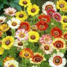 250 Seeds Painted Daisy Seeds Mixed Colors Perennial Butterflies Pollinators Fresh For Garden 250 Seeds Painted Daisy Seeds Mixed Colors Perennial Butterflies Pollinators Fresh For Garden