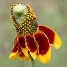 500 Seeds Mexican Hat Coneflower Ratibida Flower Seeds Beautiful Prairie Fresh For Garden 500 Seeds Mexican Hat Coneflower Ratibida Flower Seeds Beautiful Prairie Fresh For Garden