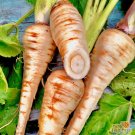 200 Seeds Hollow Crown Parsnip Seeds Nongmo Heirloom Garden Seeds Fresh For Garden