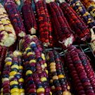 25 Painted Mountain Corn Seeds Organic Vibrant Non Gmo Annual Fresh For Garden 25 Painted Mountain Corn Seeds Organic Vibrant Non Gmo Annual Fresh For Garden