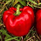 30 Seeds Sweet Big Red Pepper Seeds Nongmo Heirloom Bell Peppers Planting Garden Fresh For Garden 30 Seeds Sweet Big Red Pepper Seeds Nongmo Heirloom Bell Peppers Planting Garden Fresh For Garden