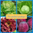 4 Vegetable Favorites Red And Golden Cabbage Red And Golden Lettuce Fresh For Garden 4 Vegetable Favorites Red And Golden Cabbage Red And Golden Lettuce Fresh For Garden