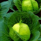 100 Seedsgolden Acre Cabbage Seeds Nongmo Vegetable Garden Seeds Fresh For Garden