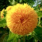 30 Seedsdwarf Teddy Bear Sunflower Seeds Non Gmo Heirloom Fresh For Garden 30 Seedsdwarf Teddy Bear Sunflower Seeds Non Gmo Heirloom Fresh For Garden