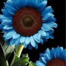 35 Blue Sunflower Seeds Plants Garden Plants Bonsa Flower Colorful Organic Fresh For Garden