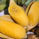 Chuosap Nghe Yellow Banana Plant Cooked Fruit 2Gl No Delivery To California Fresh For Garden