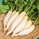 500 Seeds White Icicle Radish Daikon Cu Catrang Seeds Cakep An Non Fresh For Garden