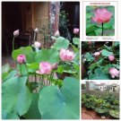 10 Big Lot Flower Seed White & Pink Nelumbo Water Lily Sen Ta Hat Sen Fresh For Garden 10 Big Lot Flower Seed White & Pink Nelumbo Water Lily Sen Ta Hat Sen Fresh For Garden