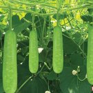 20 Bottle Gourd Hat Bau Laukdudhopo Asian Calabas Chinese Squash Fresh For Garden