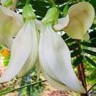 30 White Sesbania Grandiflora Hummingbird Tree Bong So Dua Trang Fresh For Garden 30 White Sesbania Grandiflora Hummingbird Tree Bong So Dua Trang Fresh For Garden