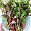 200 Seeds Red Rau Muong Dong Cong Tim Do Water Spinach No Delivery To Florida Fresh For Garden