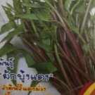 10G Red Kangkong Thawater Rau Muong Dong Cong Tim Do No Delivery To Florida Fresh For Garden