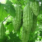 20 Bitter Melon Bitter Gourd Balsam Pear Ku Gua Foo Gwah Kho Qua Muop Dang Fresh For Garden
