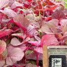 2000 Seeds Red Amaranth Seeds Stripe Leaf Asian Yin Chorau Den Tia China Spinach Fresh For Garden 2000 Seeds Red Amaranth Seeds Stripe Leaf Asian Yin Chorau Den Tia China Spinach Fresh For Garden