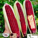 20 Ruby Red Queen Sweet Corn Anthocyaninrich Raw Eat Bap Ngot Nu Hoang Do Seed Fresh For Garden 20 Ruby Red Queen Sweet Corn Anthocyaninrich Raw Eat Bap Ngot Nu Hoang Do Seed Fresh For Garden