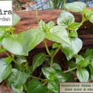 2000 Seeds Rau Cang Cua Crab Claw Seeds Peperomia Pellucida Pansit Pansitan Shiny Fresh For Garden 2000 Seeds Rau Cang Cua Crab Claw Seeds Peperomia Pellucida Pansit Pansitan Shiny Fresh For Garden