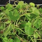 300 Seeds Rau Ma Centella Asiatica Seeds Gotu Kola Indian Pennywort Brahmi Fresh For Garden 300 Seeds Rau Ma Centella Asiatica Seeds Gotu Kola Indian Pennywort Brahmi Fresh For Garden